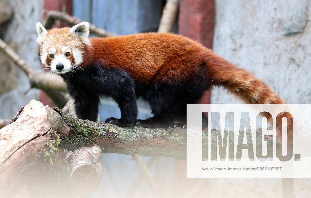 Thuringian Zoopark Erfurt, July 20, 2026, Erfurt, Thuringian Zoopark, Opening of the new enclosure for red pandas and porcupines; pictured: Lilli, a female panda, in her new home