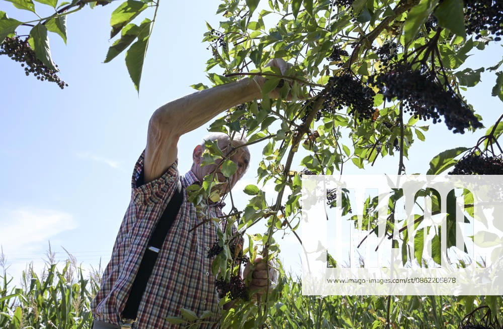 Rhön, Anbau von Holunder DEUTSCHLAND, Hessen, Beerenobstgemeinschaft Rhön Vogelsberg, Anbau von Bio-Holunder für Limonaden und Säfte, Holunder Ernte im August Neuhof-Tiefengruben Hessen Deutschland