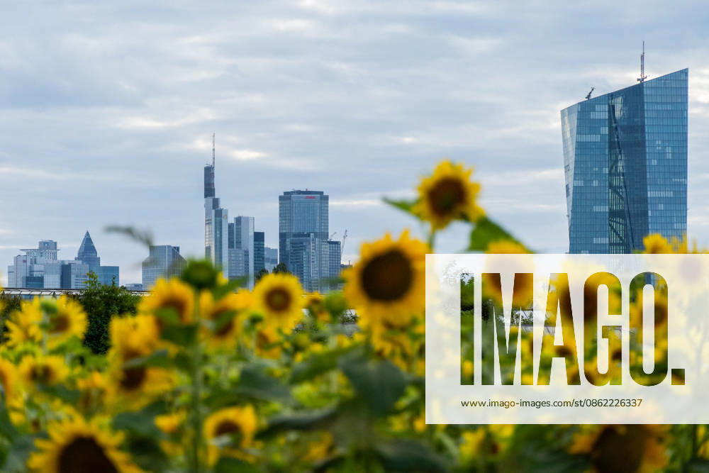 The European Central Bank and the Frankfurt financial district skyline are seen behind sunflowers in Frankfurt am Main, Germany. Frankfurt Germany - ZUMAb332 20260720_zip_b332_001