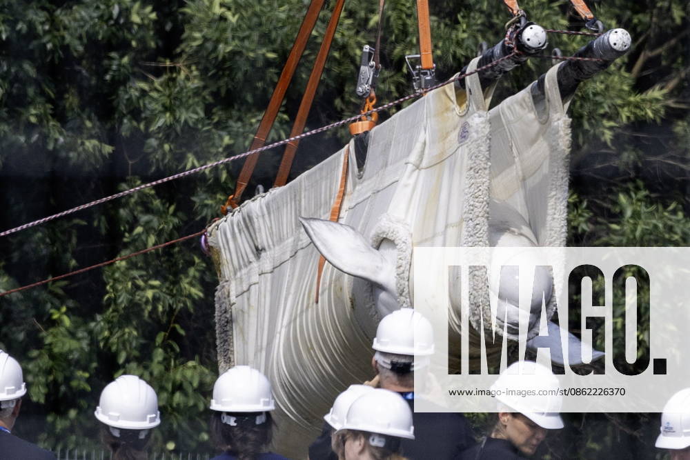 Beluga whale Sierra is transported by a group of experts from Marineland and several U.S. aquariums onto a truck at Marineland in Niagara Falls, Ont., on Monday, July 20, 2026. Niagara Falls Canada - ZUMAc35_ 20260720_zaf_c35_040