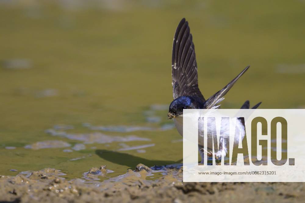 Mehlschwalbe (Delichon urbica) mit ausgebreiteten Flügeln am Ufer eines Gewässers, Pistis, Arbus, Provinz Südsardinien, Italien House Martin (Delichon urbica) with outstretched wings on the bank of a body of water, Pistis, Arbus, South Sardinia, Italy