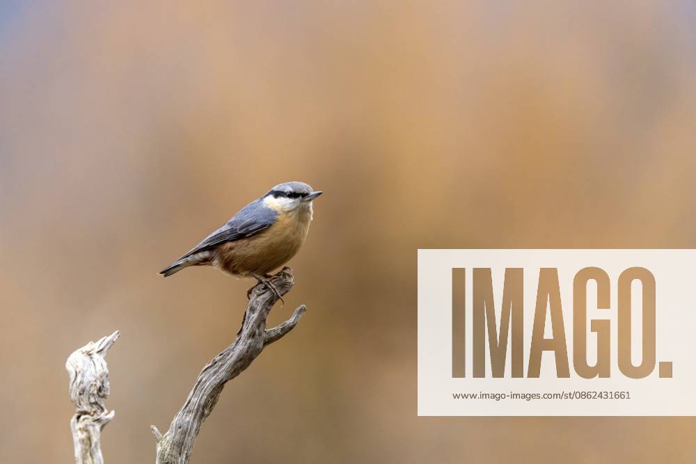 Ein kleiner Vogel sitzt seitlich auf einem Ast vor unscharfem Hintergrund, Kleiber (Sitta europaea) sitzt auf Ast, Wildlife, Tiere, Vögel, Baden-Württemberg, Deutschland A small bird is perched on the side of a branch against a blurred background, a nuthatch (Sitta europaea) perched on a branch, wildlife, animals, birds, Baden-Württemberg, Germany