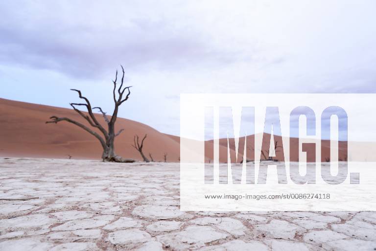Africa Namibia Sossusvlei Deadvlei Dead Acacia Trees