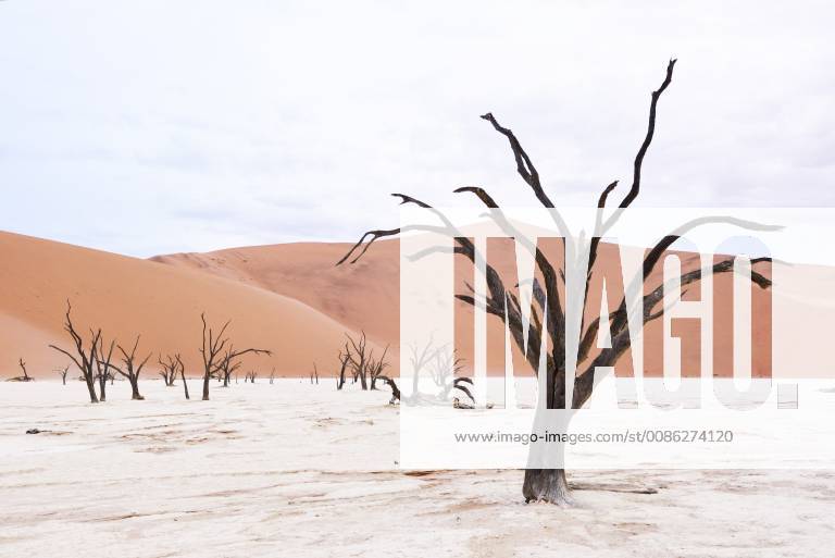 Africa Namibia Sossusvlei Deadvlei Dead Acacia Trees