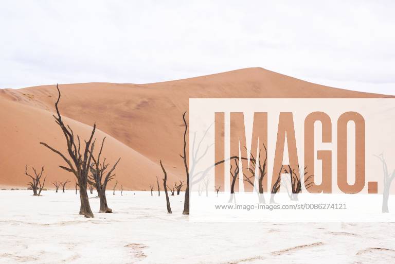 Africa Namibia Sossusvlei Deadvlei Dead Acacia Trees