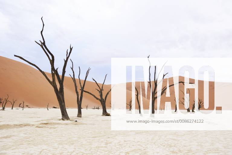 Africa Namibia Sossusvlei Deadvlei Dead Acacia Trees