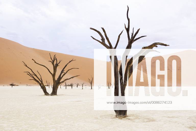 Africa Namibia Sossusvlei Deadvlei Dead Acacia Trees