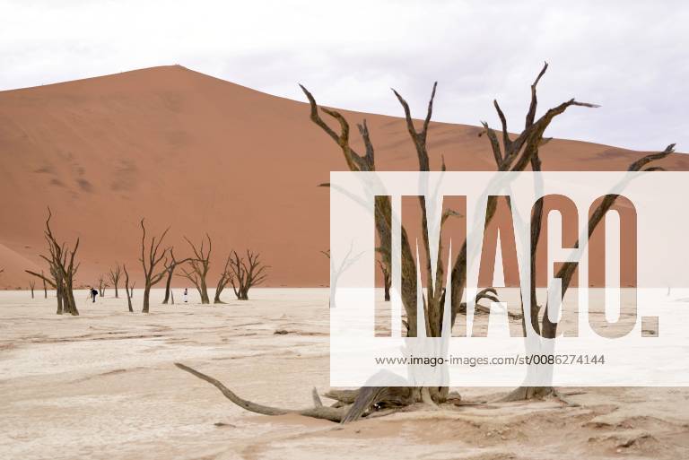 Africa Namibia Sossusvlei Deadvlei Dead Acacia Trees