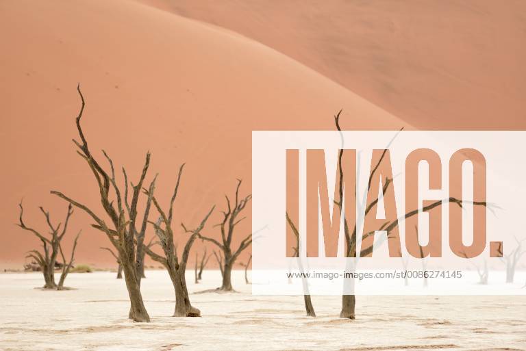 Africa Namibia Sossusvlei Deadvlei Dead Acacia Trees