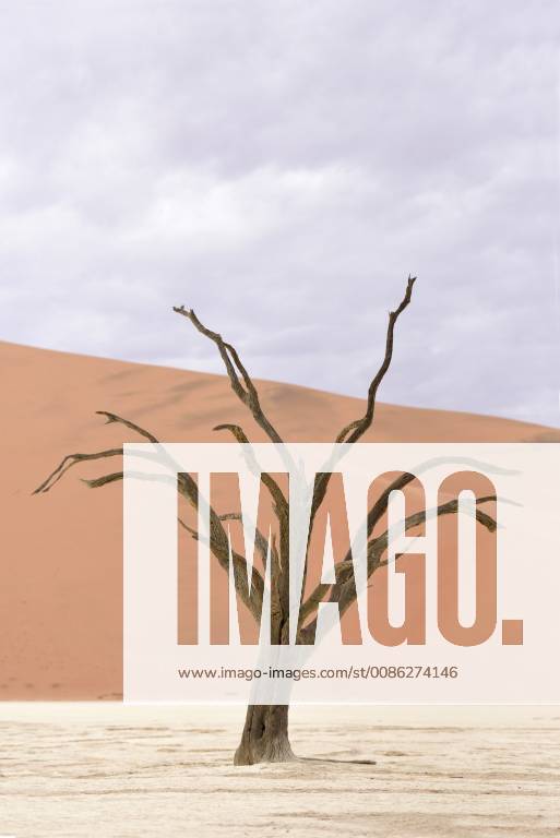 Africa Namibia Sossusvlei Deadvlei Dead Acacia Trees