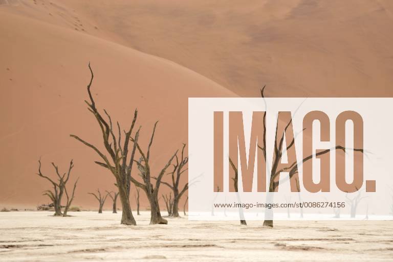 Africa Namibia Sossusvlei Deadvlei Dead Acacia Trees