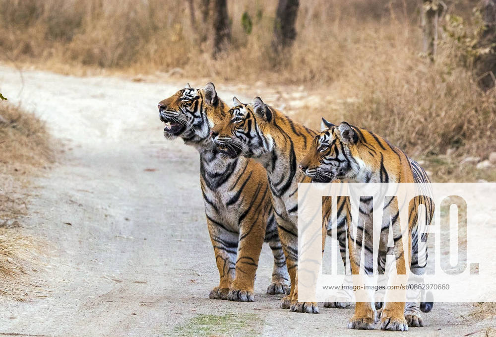 PM Modi shares pictures of tigers on Global Tiger Day, highlights commitment to wildlife conservation New Delhi, Jul 29 (ANI): Prime Minister Narendra Modi shares this picture of tigers on his X handle on the occasion of Global Tiger Day, highlighting India s commitment towards tiger conservation, protection of wildlife and preserving biodiversity on Wednesday. (@narendramodi X ANI Photo) New Delhi Delhi India