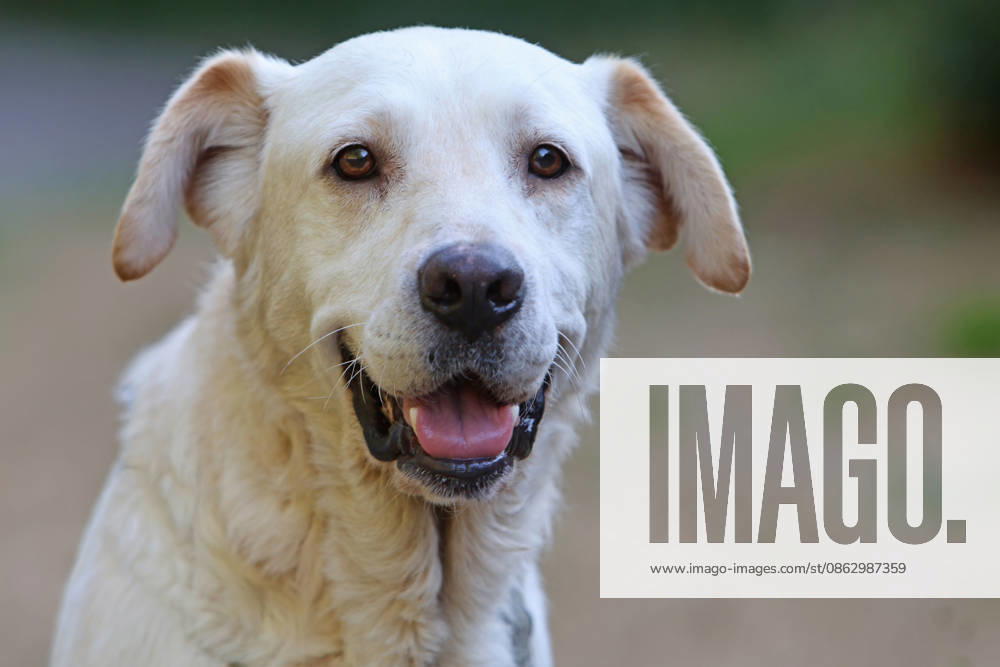 Popular Family Dogs: A light-colored Labrador—sometimes called blond —as a family dog