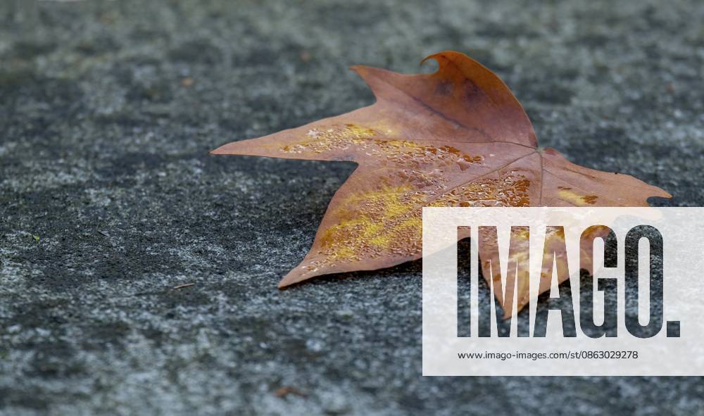 Ein einzelnes Ahornblatt liegt auf einem grauen Steinboden im Herbst, Nordrhein-Westfalen, Deutschland A single maple leaf lies on a grey stone floor in autumn, North Rhine-Westphalia, Germany