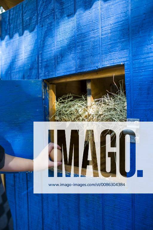 A backyard chicken coop in Austin, Texas houses a handful of chickens and provides daily eggs for a family., Austin Texas USA model released Symbolfoto