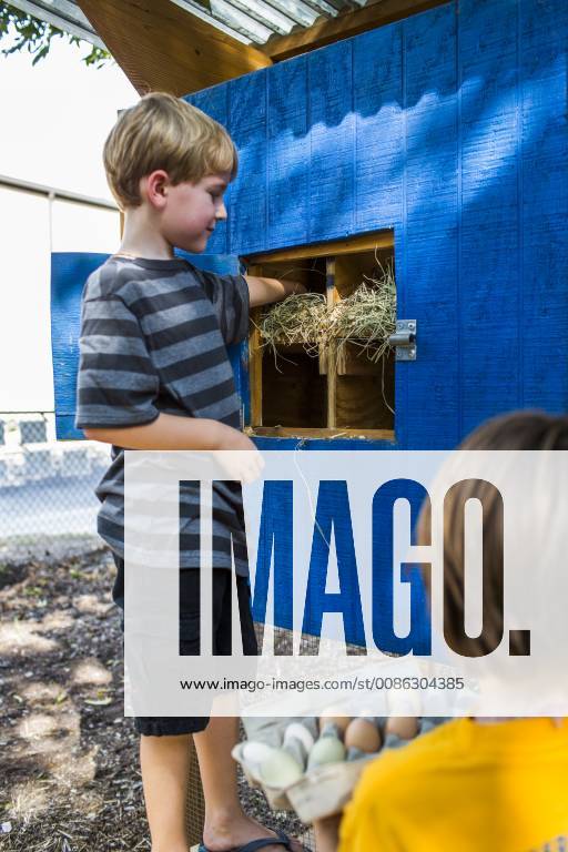 A backyard chicken coop in Austin, Texas houses a handful of chickens and provides daily eggs for a family., Austin Texas USA model released Symbolfoto