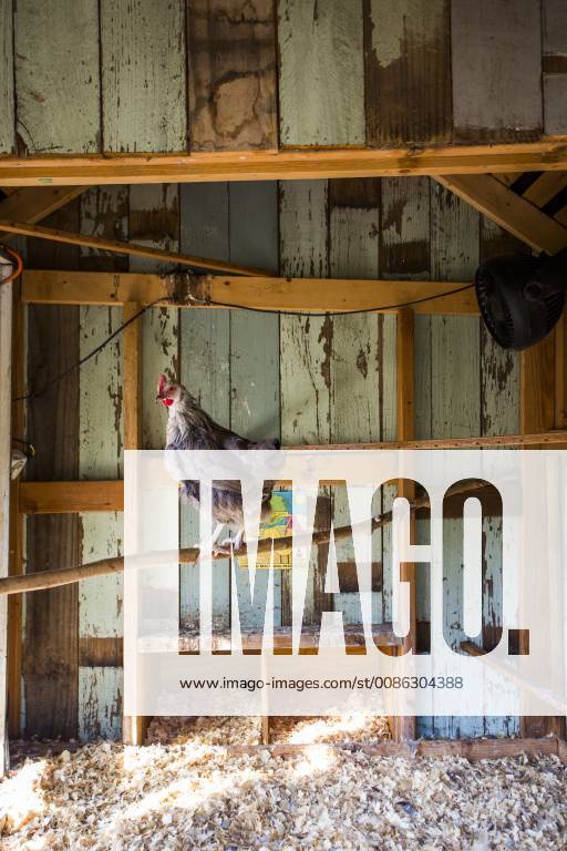 A backyard chicken coop in Austin, Texas houses a handful of chickens and provides daily eggs for a family., Austin Texas USA model released Symbolfoto