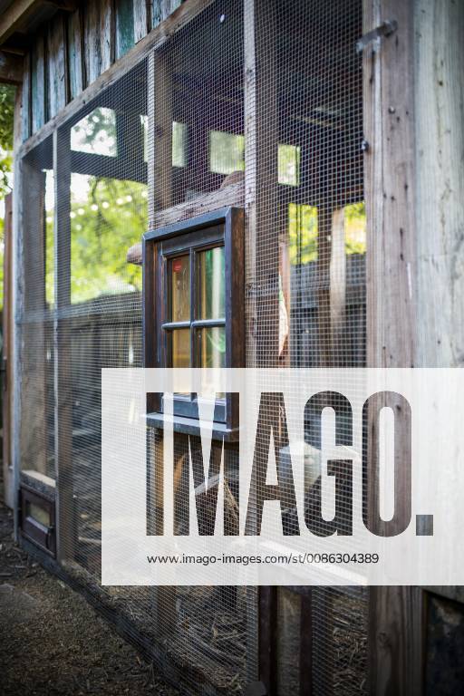 A backyard chicken coop in Austin, Texas houses a handful of chickens and provides daily eggs for a family., Austin Texas USA model released Symbolfoto