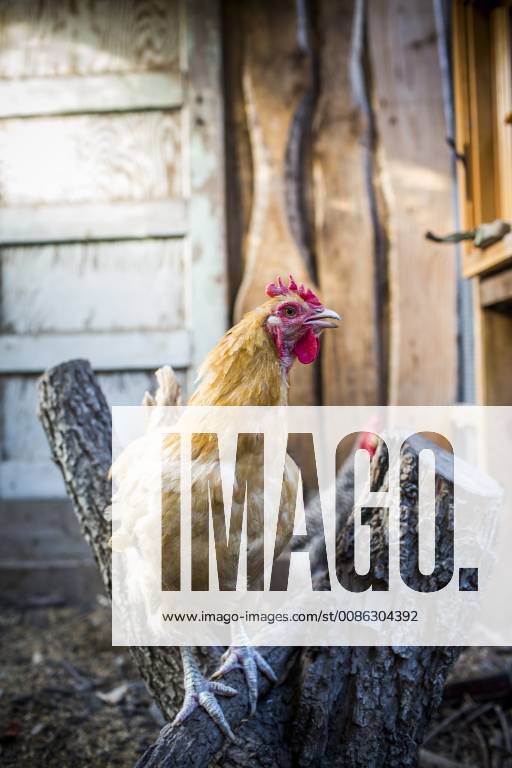 A backyard chicken coop in Austin, Texas houses a handful of chickens and provides daily eggs for a family., Austin Texas USA model released Symbolfoto