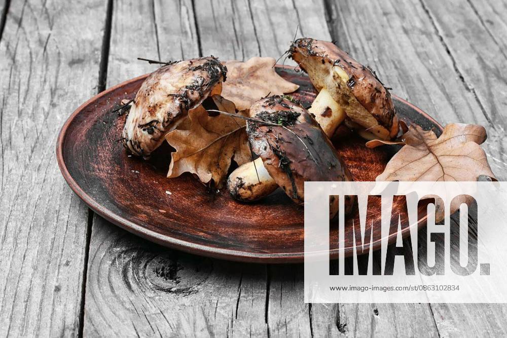 Plate collected in the forest boletus mushrooms on a wooden background