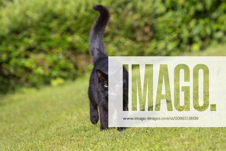 Hauskatze, Haus-Katze (Felis silvestris f. catus), geht ueber Rasen und leckt sich den Mund ab, Deutschland, Bayern, Oberbayern domestic cat, house cat (Felis silvestris f. catus), walking over the lawn and licking its mouth, Germany, Bavaria, Oberbayern, Upper Bavaria BLWS502418