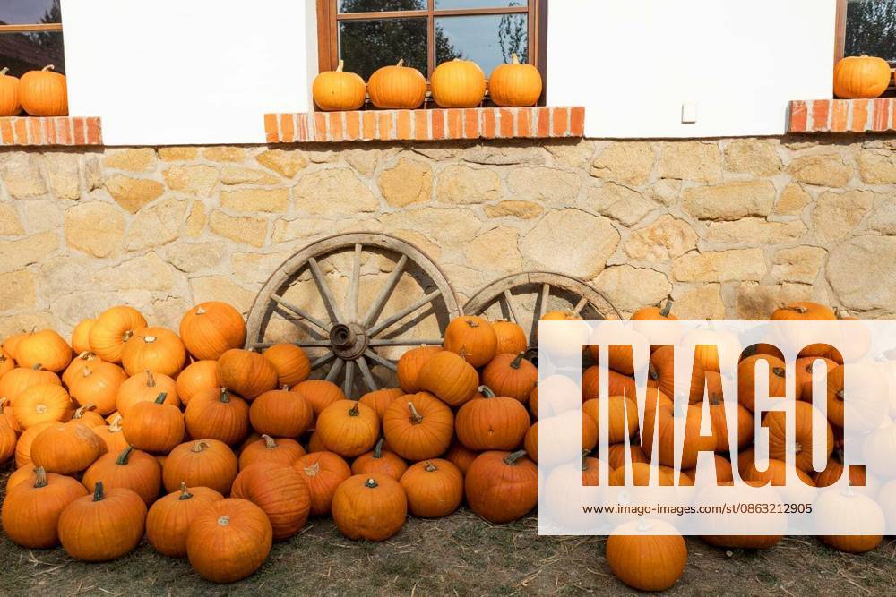 Orange harvested ripe pumpkins arranged on ground in farmhouse with old cartwheel, Rural countryside scene, Autumn Halloween decoration and still life.