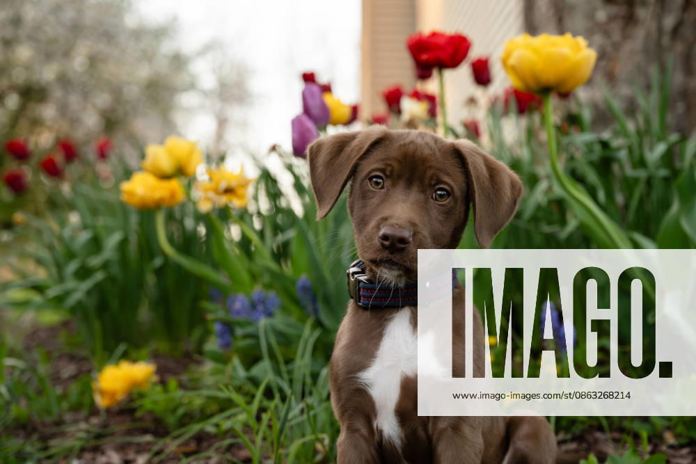 Cute brown puppy sits in a colorful tulip garden Elburn, Illinois, United States R_MCKJ260731B-2083539-01 ,model released, Symbolfoto ,property released