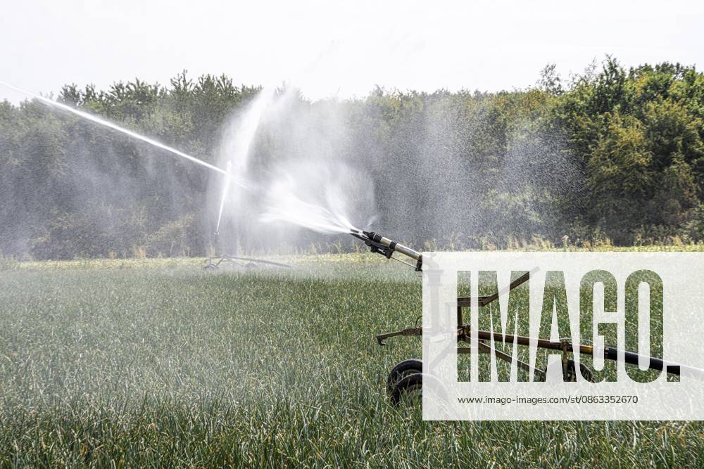Artificial irrigation of a field using a sprinkler system; a prolonged dry spell in the summer makes this necessary to ensure a good harvest, near Niederkrüchten, North Rhine-Westphalia, Germany. Artificial irrigation