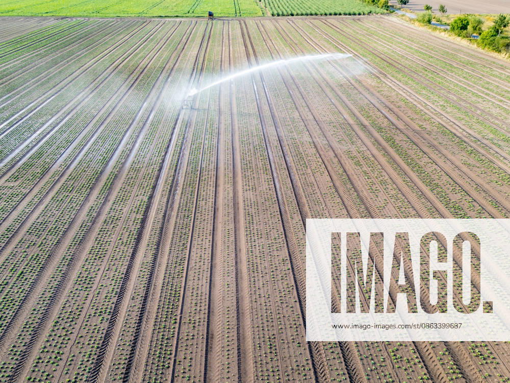 Aerial view Irrigation one Field with Boys Salad plants 1074708226