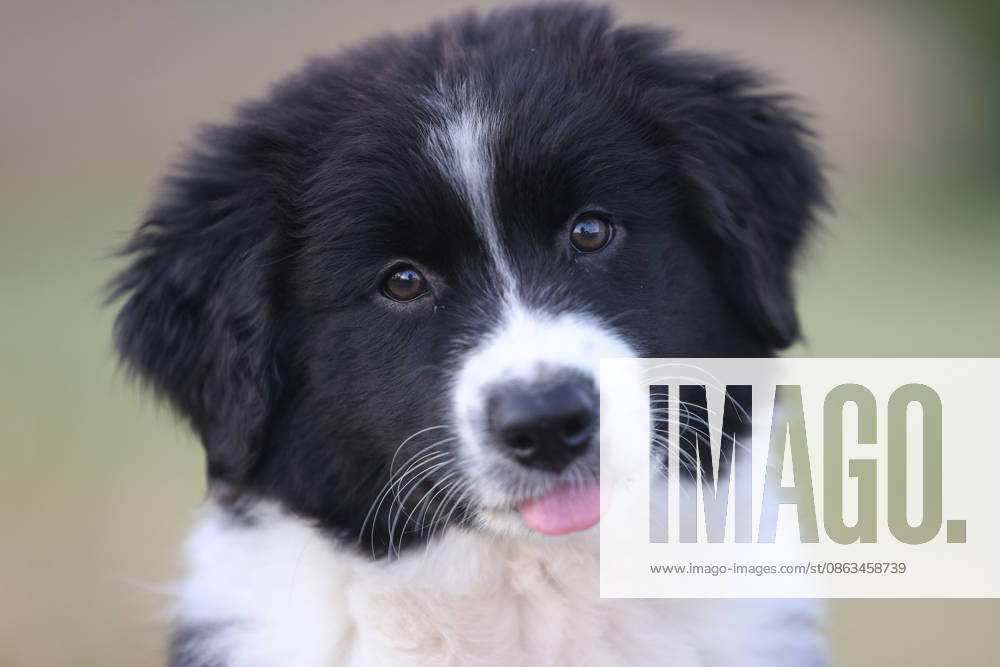Huendin, an 11-week-old female Australian Shepherd puppy, in the Siegerland region on August 5, 2026, in Siegen, Germany
