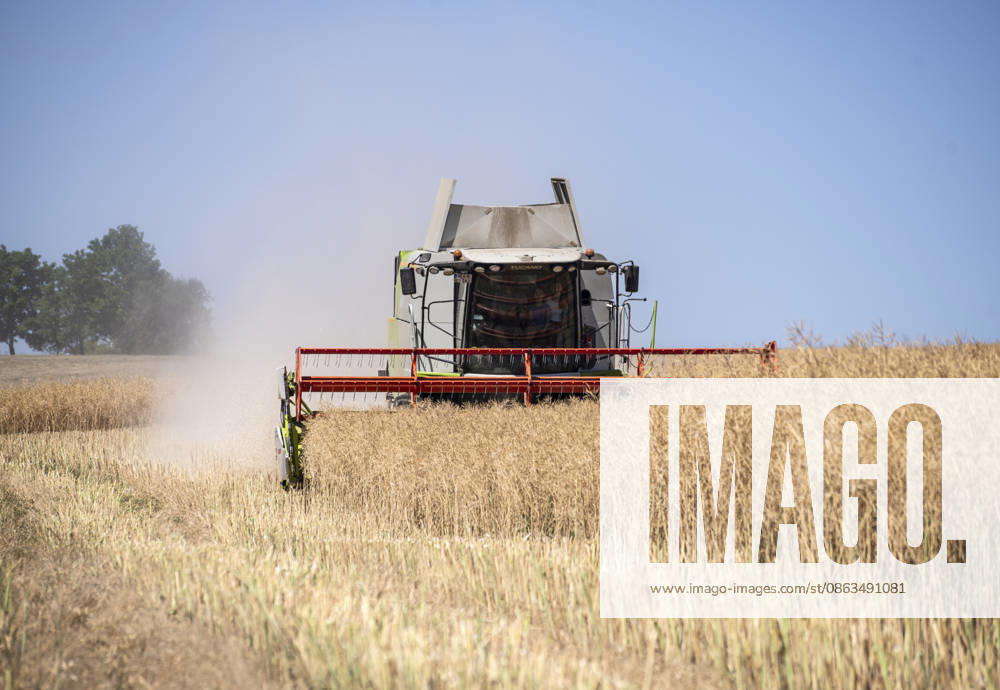 Nuremberg: Combine Harvester in the Field On a sunny summer day, a farmer is harvesting a large rapeseed field near Burghaslach in Franconia, Bavaria, with his Claas Tucano combine harvester. The harvested grains are collected in a grain tank until it is em