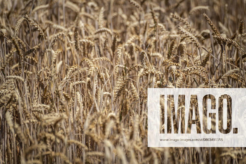 Wheat: The Most Important Grain. A view of a wheat field near Burghaslach in Franconia, Bavaria. This grain is of paramount importance in many countries. The ears have no awns and turn golden yellow before harvest in midsummer. Nuremberg, Bavaria, Germany