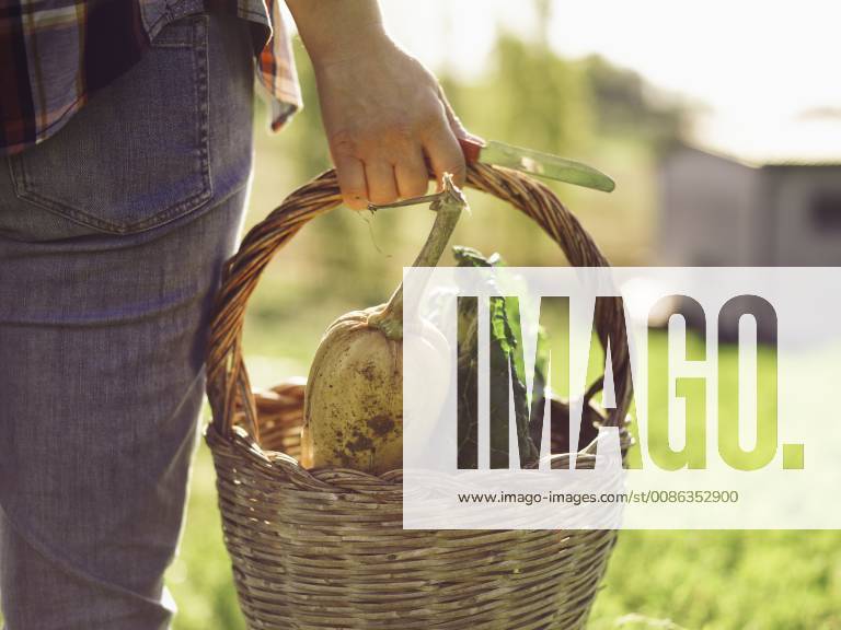 Woman carrying basket of harvested vegetables, partial view model released Symbolfoto RAMAF00043