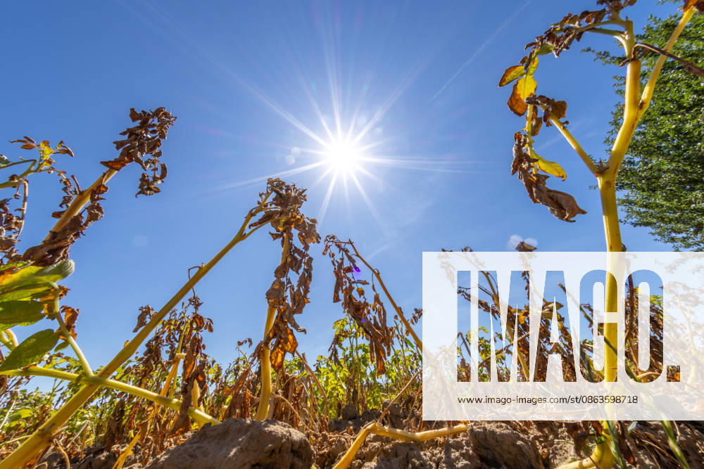 Dry summer weather in Hesse. The sun shines on withered potato plants in a field, Oberursel, Hesse, Germany
