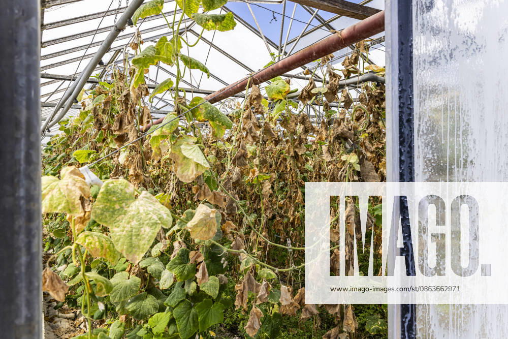 The heat and drought are also taking a toll on vegetable farmers on the island of Reichenau. Vegetables are withering in the greenhouses even before harvest. August 7, 2026, Reichenau, Baden-Württemberg, Germany