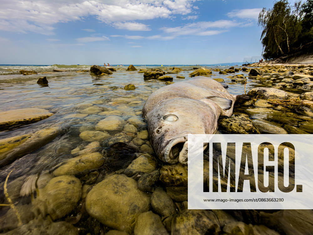 Romanshorn, TG, Switzerland, Lake Constance: A dead fish lies in the shallow water near the shore among rocks on the shore of Lake Constance. A symbolic image representing fish kills, heat, high water temperatures, low water levels, and oxygen depletion, climate change, aquatic ecology, water quality, environmental pollu