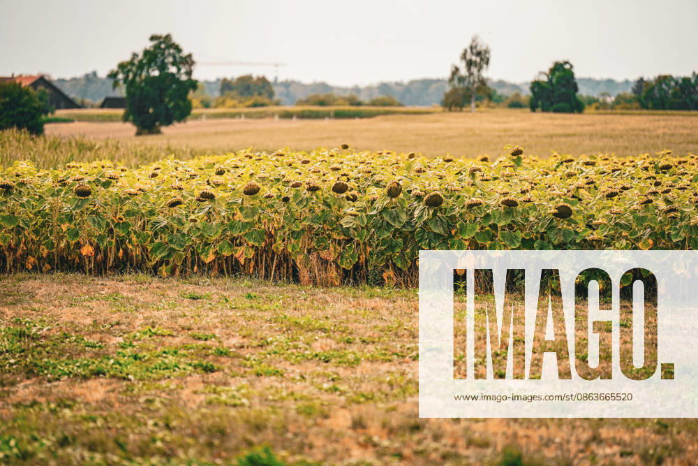 Sunflower field shortly before harvest in a rural agricultural landscape; wide shot, agriculture, crop farming, sunflowers, wilted sunflowers, seed production, oil crops, harvest season, drought, heat, climate change, extreme weather, vegetation, field, nature, rural area, summer, environment, food, biodiversity, land use, agriculture,