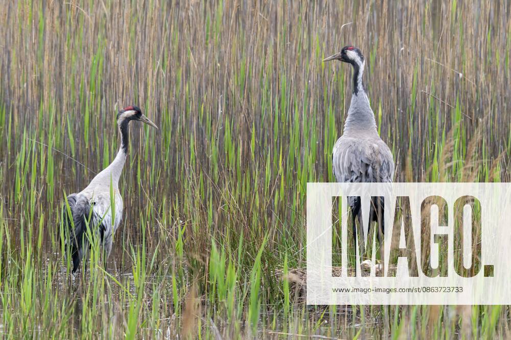Brandenburg, crane, deutschland, grus grus, kranich, nabu, nabu-projekt, nationales naturerbe, naturparadies grünhaus, bergbaufolgelandschaft, birds, brut, gruidae, gruiformes, grünhaus, kranichvögel, nest, stelzvögel, vögel Brandenburg, Crane, Germany, Grus Grus, Crane, Nabu, Nabu Project, National Natural Heritage, Grünhaus Nature Paradise, Post-Mining Landscape, Birds, Brood, Gruidae, Gruiformes, Greenhouse, Crane Birds, Nest, Wagbirds, Birds