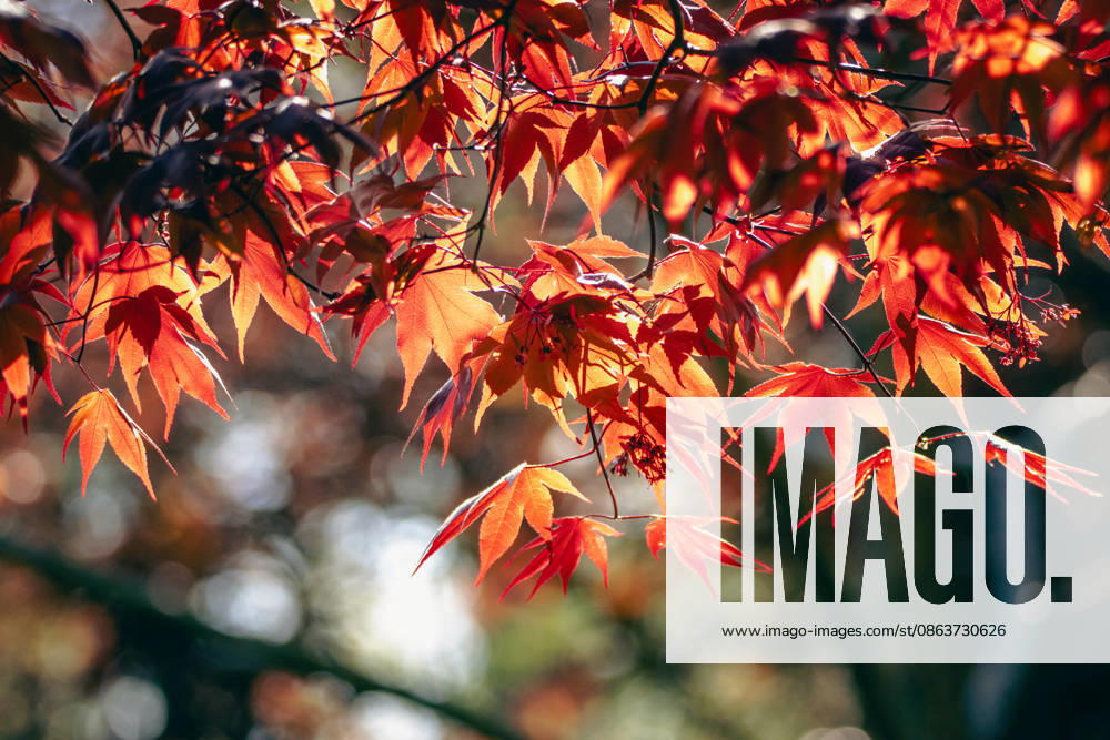 Vibrant red maple leaves glowing in sunlight Dayton, Maryland, United States R_JENE260805-2096621-01 ,model released, Symbolfoto ,property released