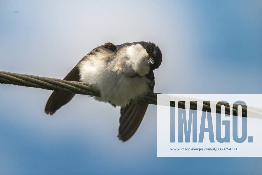 Abwehrverhalten, delichon urbica, house martin, mehlschwalbe, parasitenabwehr, birds, passeri, singvögel, songbirds, vögel Defensive behavior, Delichon urbica, house martin, house martins, parasite defense, birds, passeri, songbirds, birds