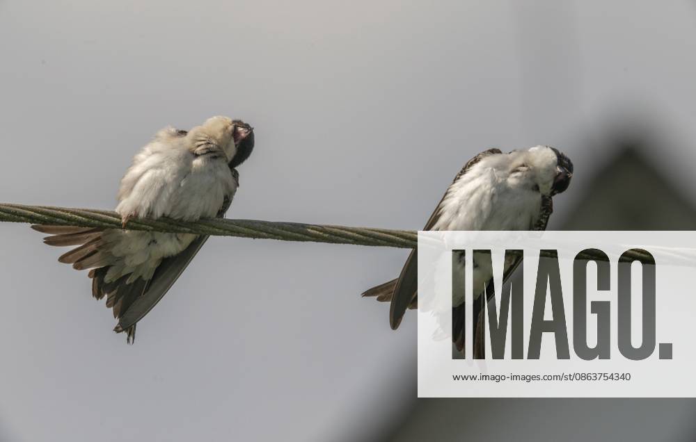 Abwehrverhalten, delichon urbica, house martin, mehlschwalbe, parasitenabwehr, birds, passeri, singvögel, songbirds, vögel Defensive behavior, Delichon urbica, house martin, house martins, parasite defense, birds, passeri, songbirds, birds