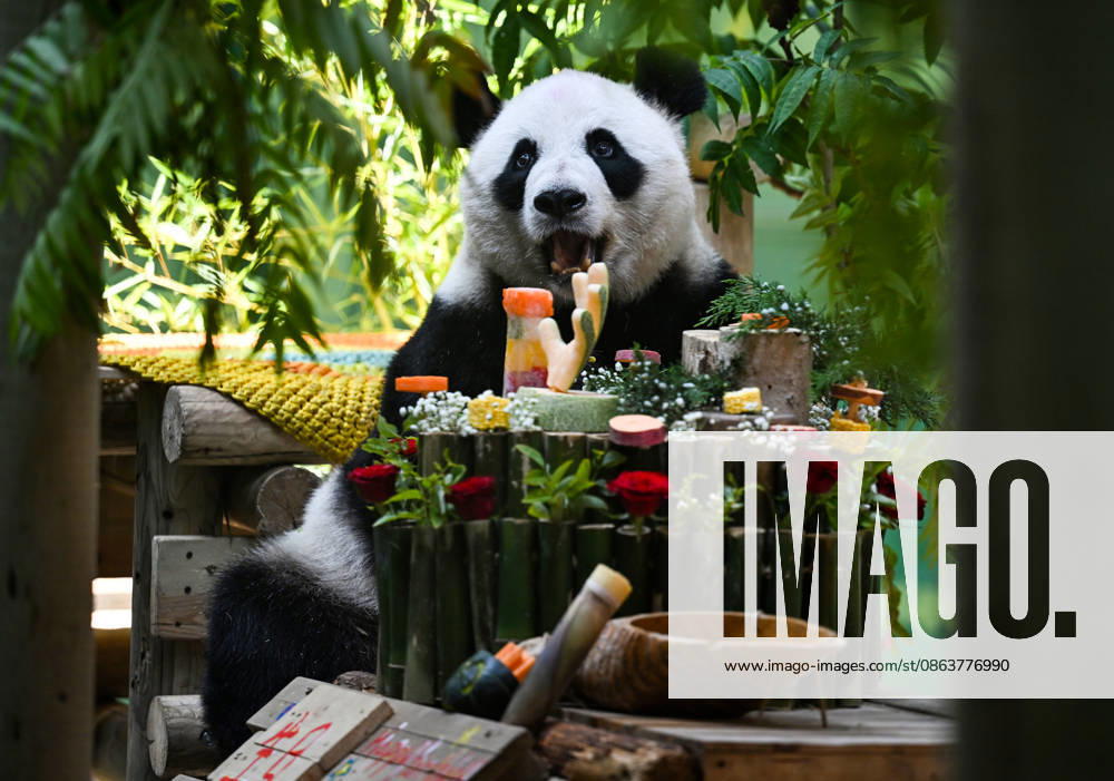 #2 (260811) -- BEIJING, Aug. 11, 2026 -- Giant panda Xing Mei enjoys its birthday feast at the zoo of Photosynthesis Valley Tourist Resort in north China s Tianjin Municipality, Aug. 10, 2026. The zoo in the Photosynthesis Valley Tourist Resort celebrated Xing Mei s 15th birthday on Monday. Xing Mei was born in August 2011 at the Chengdu Research Base of Giant Panda Breeding in Chengdu, capital of southwest China s Sichuan Province, and was transferred to Tianjin in September 2013. ) XINHUA PHOTOS OF THE DAY ZhaoxZishuo