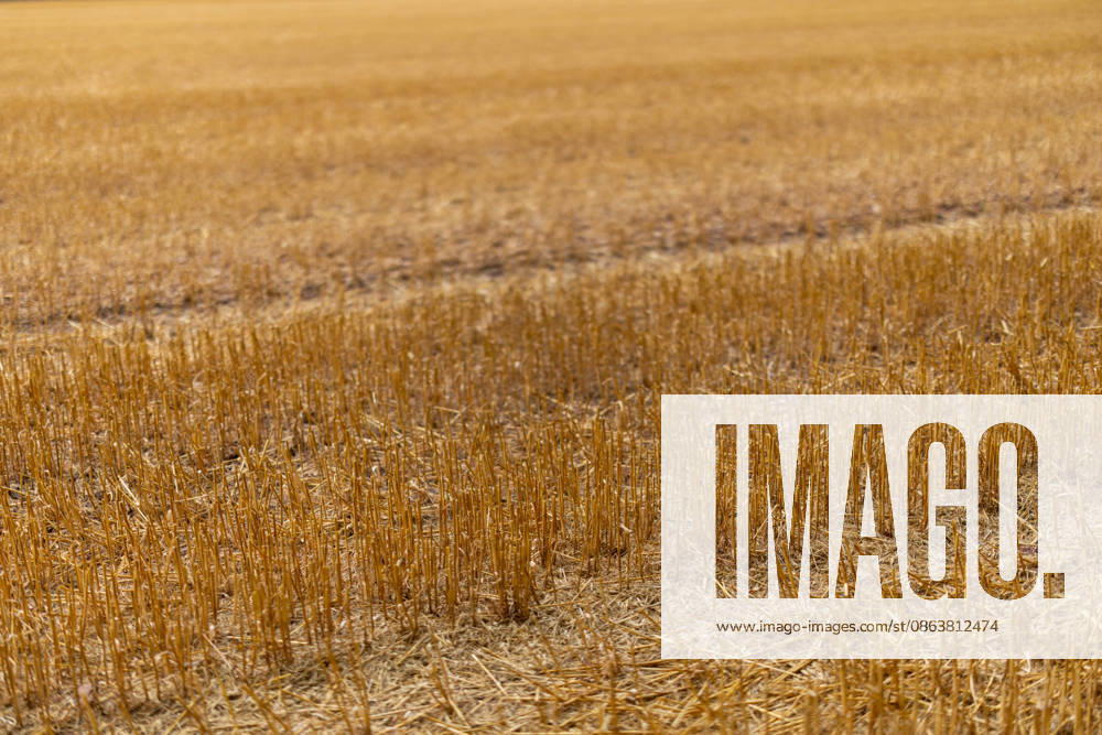 Grain Harvest A harvested grain field near Lotte Wersen, North Rhine-Westphalia, Germany, with stubble remaining, photographed on August 7, 2026. Extreme weather fluctuations—ranging from prolonged droughts to heavy rainfall—are increasingly posing major challenges for agriculture during the grain harvest and are leading to noticeable yield losses in some regions.