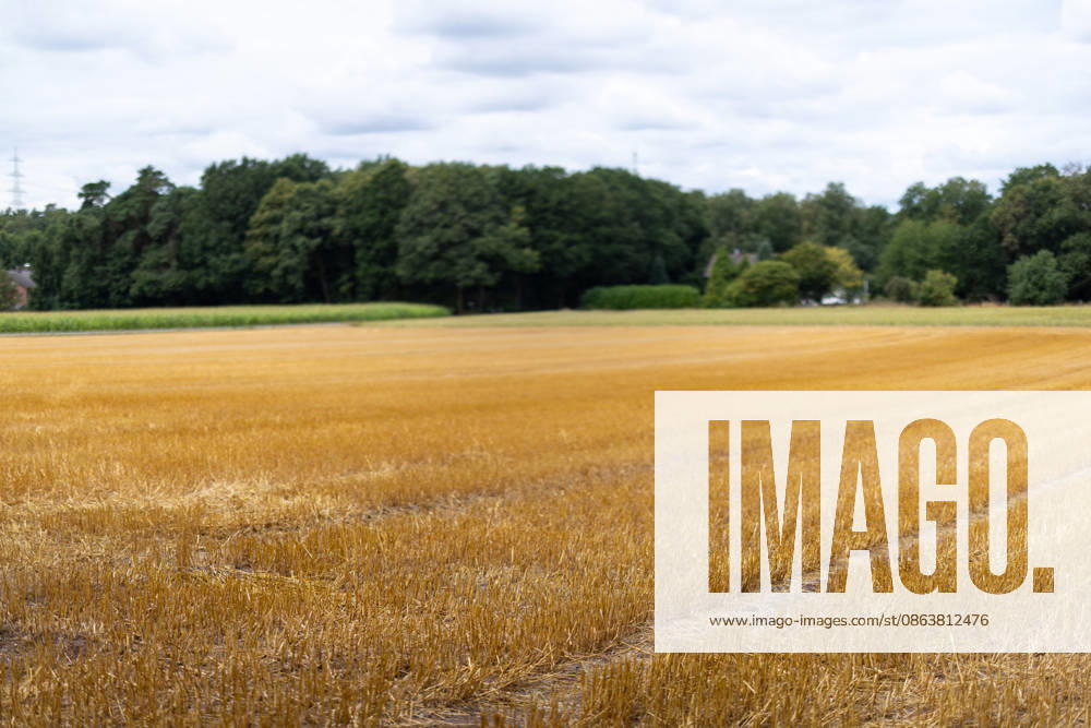 Grain Harvest A harvested grain field near Lotte Wersen, North Rhine-Westphalia, Germany, with stubble remaining, photographed on August 7, 2026. Extreme weather fluctuations—ranging from prolonged droughts to heavy rainfall—are increasingly posing major challenges for agriculture during the grain harvest and are leading to noticeable yield losses in some regions.
