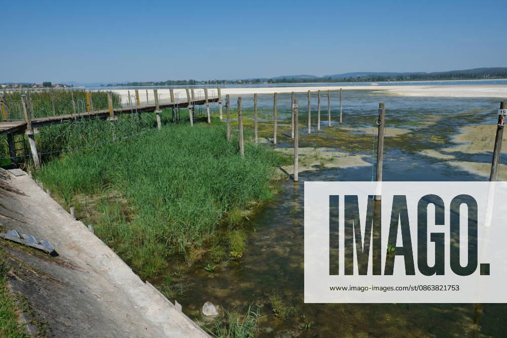 Low water levels on Lake Constance; reeds are growing in the Triboltingen, Switzerland, marina