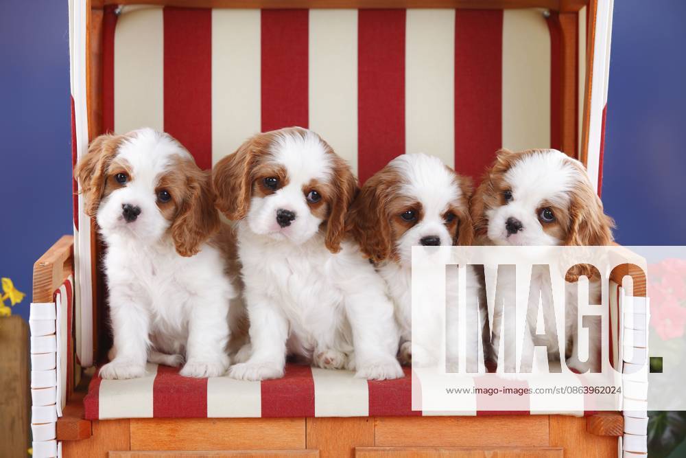 Cavalier King Charles Spaniel, Welpen, Blenheim, weiß-braun, 8 Wochen, im rot-weiß gestreiften Strandkorb Cavalier King Charles Spaniel, puppies, Blenheim, white-brown, 8 weeks, in red-white striped wicker beach chair