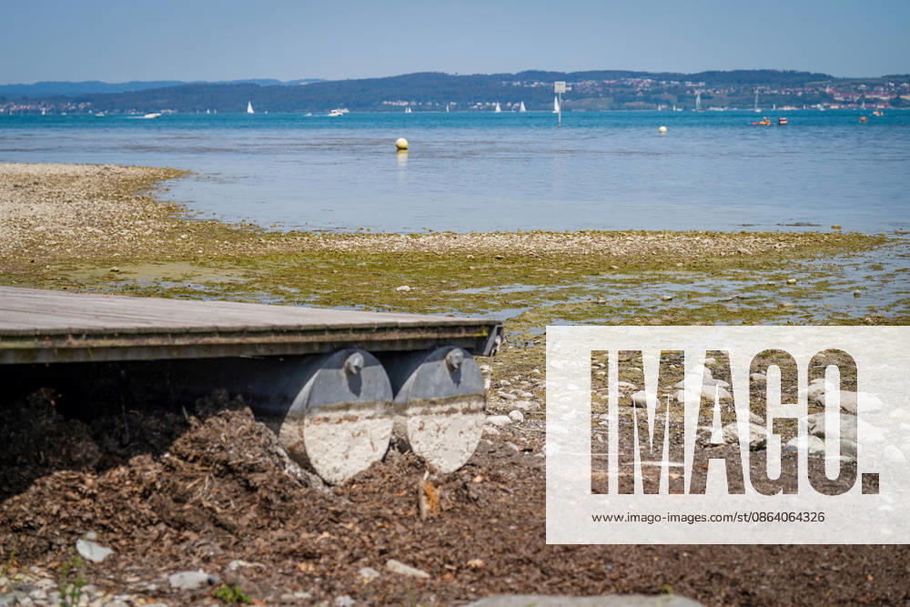 Lake Constance, Switzerland: Low water levels with extensive stretches of exposed shoreline, gravel areas, algae, and a boat dock barely floating; low water levels, low water level, lake level, dry conditions, drought, water shortage, water scarcity, precipitation deficit, heat, heat wave, climate change, global warming, water temperat