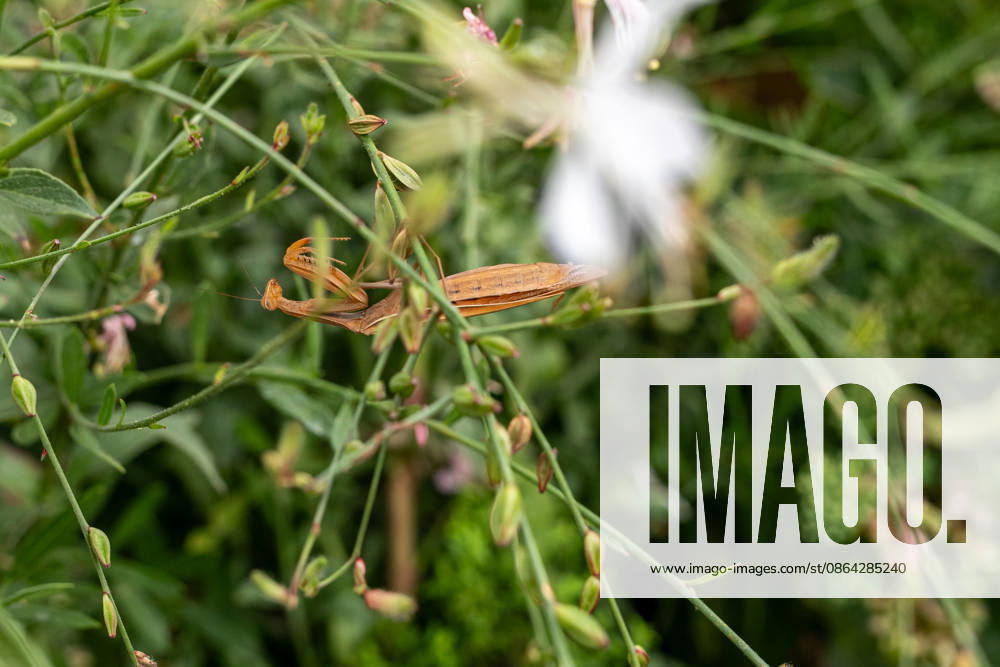 Praying Mantis Among Plants and Flowers, August 26, 2017, Limburg; stock photo, illustrative image, symbolic image, illustrative photo, Everyday scene: A European praying mantis (Mantis religiosa) sits among green plants and flowers. The brown-colored mantis is well camouflaged among t