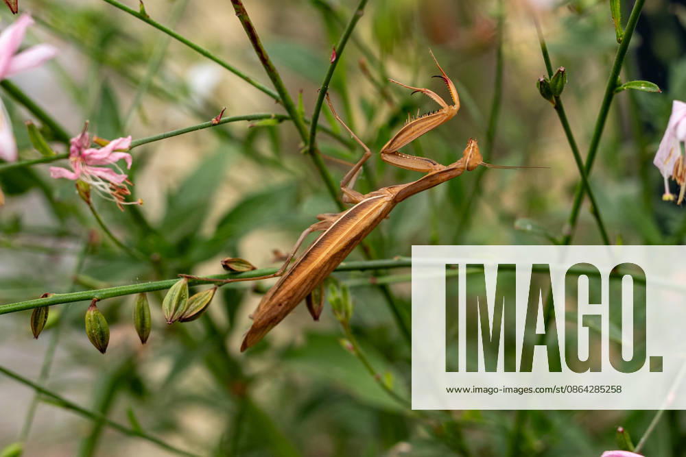 Praying Mantis Among Plants and Flowers, August 26, 2017, Limburg; stock photo, illustrative image, symbolic image, illustrative photo, Everyday scene: A European praying mantis (Mantis religiosa) sits among green plants and flowers. The brown-colored mantis is well camouflaged among t