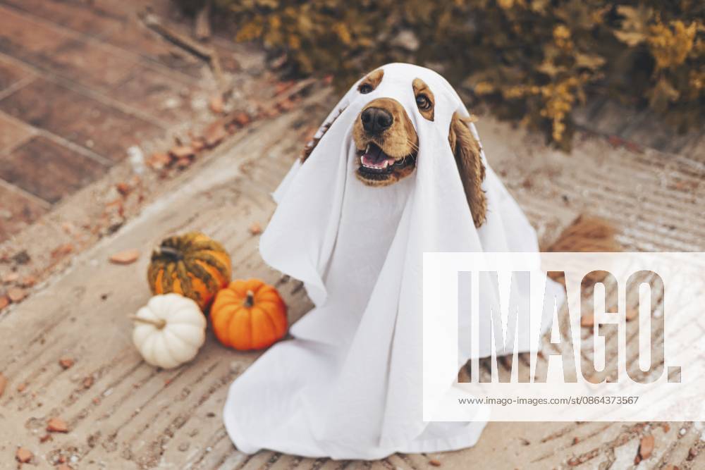 Ein Cockerspaniel Hund in einem Geisterkostüm sitzt auf einer Veranda, umgeben von Kürbissen. Der Hund wirkt glücklich und verspielt und verkörpert den Halloween Geist A cocker spaniel dog dressed in a ghost costume sits on a porch surrounded by pumpkins. The dog appears happy and playful, embodying the Halloween spirit